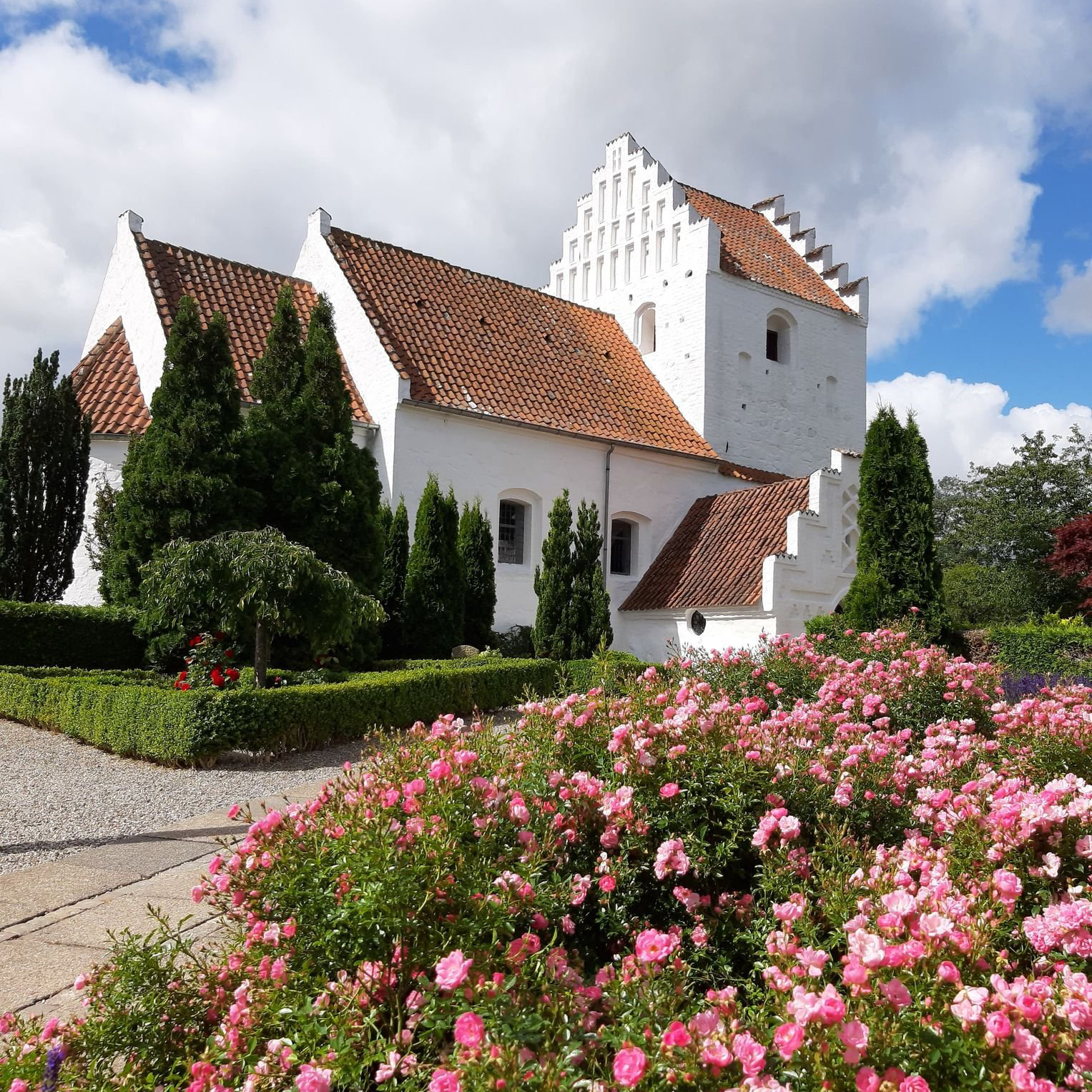 Grandløse Kirke med blomstrende rosenbusk i forgrunden